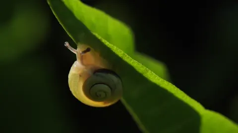 A snail making its slow way across wet ground.