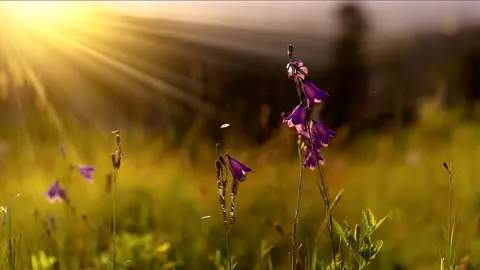 Country meadows with flowers nodding in the wind.