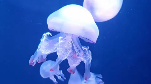 A jellyfish drifting through deep blue water.