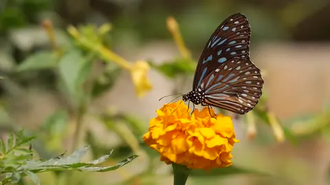 A butterfly resting on a marigold in the sun.